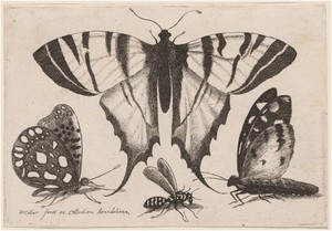 Two Butterflies, a Wasp, and a Moth