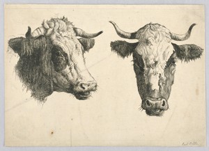 Two Cow Heads