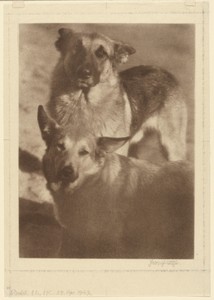[Two Dogs]