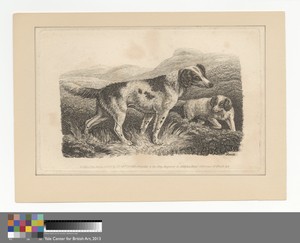 Two Dogs