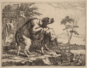 Two Dogs Copulating