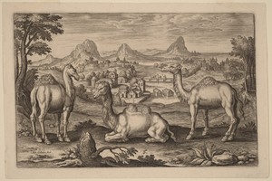 Two Dromedaries and a Camel
