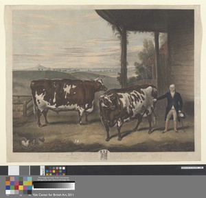 Two Durham Oxen