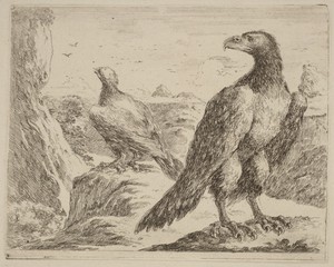 Two Eagles, Both with Heads Turned to the Left