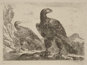 Two Eagles, Both with Heads Turned to the Right