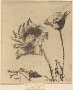 Two Flowers