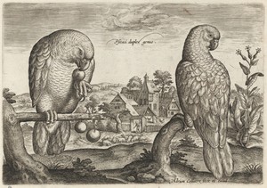 Two Grey Red-Tailed Parrots