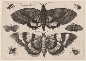 Two Moths and Six Insects