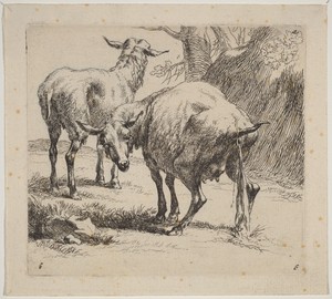 Two Sheep, One Pissing