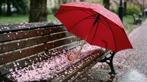 Umbrella and Blossoms
