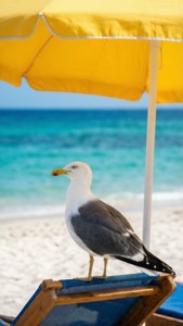 Umbrella Observer