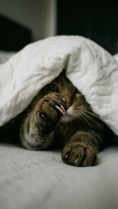 Undercover Paw