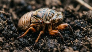 Underground Burrower