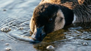 Underwater Goose Peek