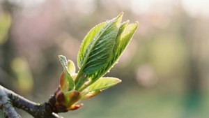 Unfurling Spring Leaf