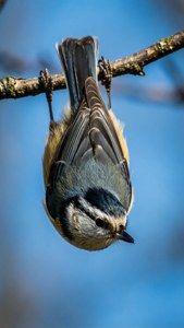 Upside Down Acrobat