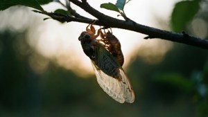 Upside Down Metamorphosis