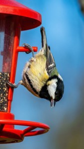 Upside Down Titmouse