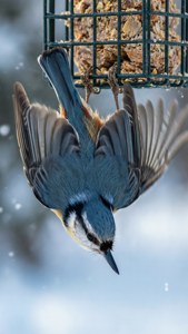 Upside Down Titmouse