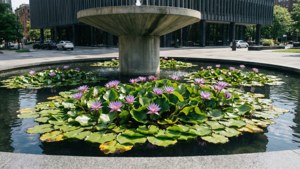 Urban Oasis Lily