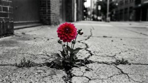 Urban Resilience Red