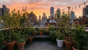 Urban Rooftop Oasis