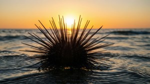 Urchin Sunset Silhouette
