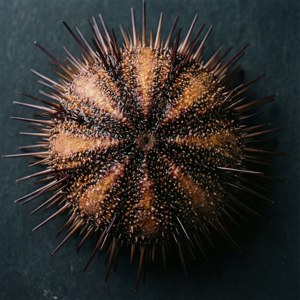 Urchin Top View