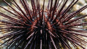 Urchin Water Droplets