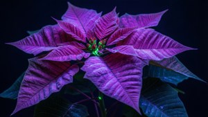 UV Glow Purple Poinsettia