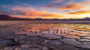 Uyuni Flamingos