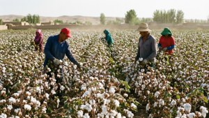 Uzbek Cotton Harvest