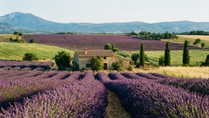 Valensole Lavender Valley