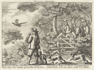Valkenjacht op fazanten