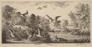 Vanellus, The Lapwing