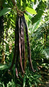 Vanilla Vines in Garden