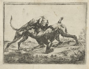 Vechtende honden
