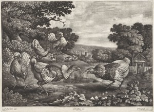 Vechtende kippen