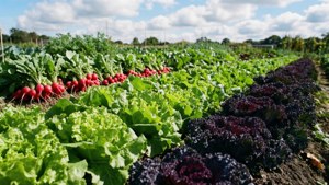 Vegetable Garden Rows