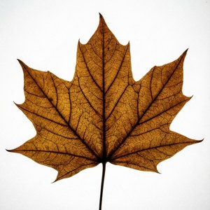 Veined Autumn Leaf Isolated