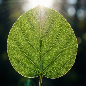 Veined Green Leaf