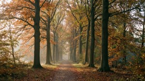 Veluwe Autumn Path