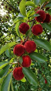 Velvet Apple Tree Branch