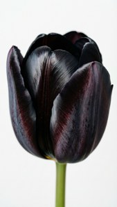 Velvet Black Tulip