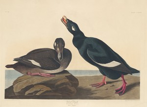 Velvet Duck
