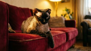 Velvet Lounger