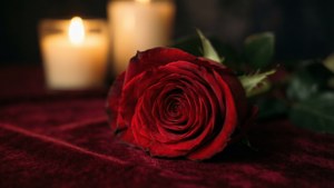 Velvet Rose Glow