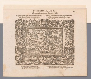 Venus treurt om Adonis