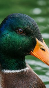 Verdant Mallard Portrait