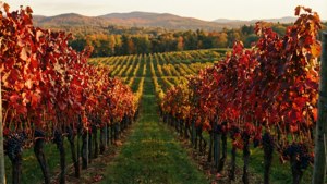 Vermont Autumn Vineyard